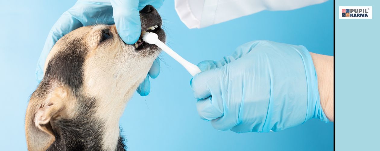 Nauka mycia zębów. Zbliżenie na dłonie w rękawiczkach myjące zęby małemu psu. Po prawej niebieski pas i logo pupikarma.